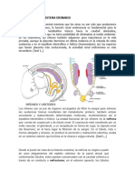 Desarrollo Del Sistema Urinario