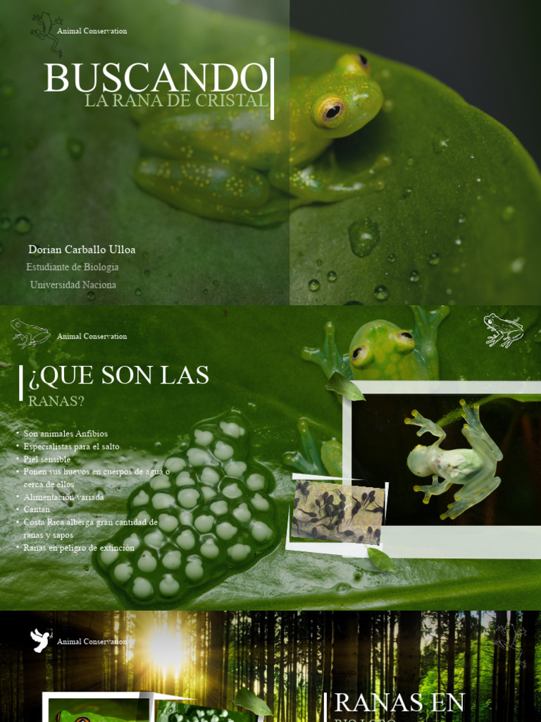 Ranas de Rio Loro | PDF | Ciencias de la Tierra | Organismos