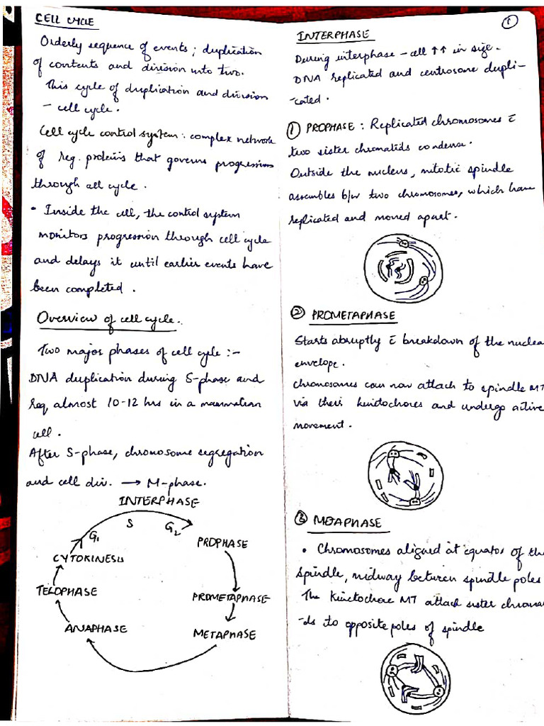 Cell Cycle Cell Death | PDF