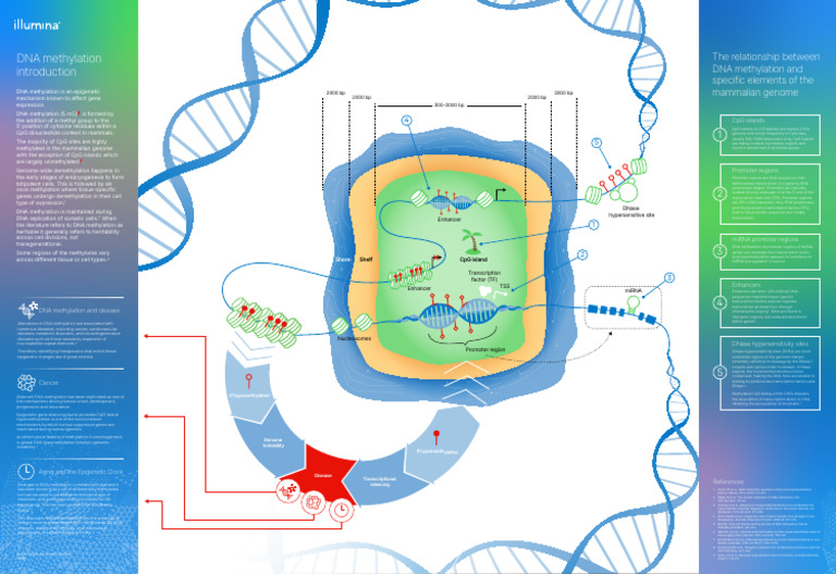 DNA Methylation and Gene Regulation | PDF | Dna Methylation | Promoter ...