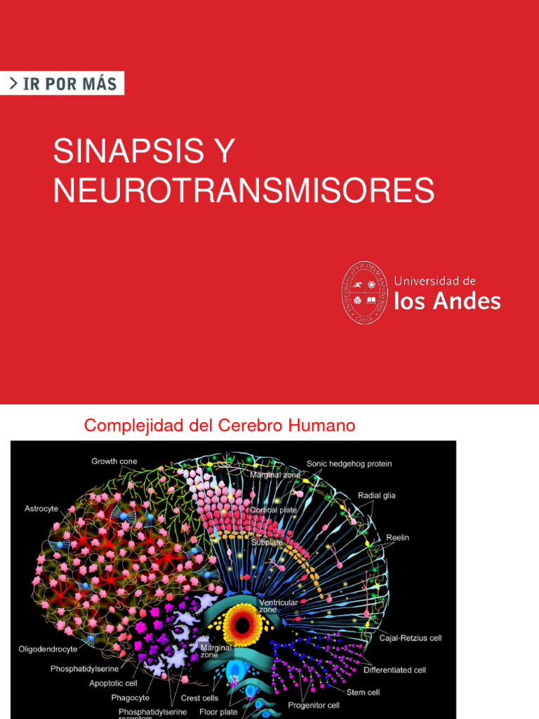 Clase III Sinapsis y Neurotransmisores | Descargar gratis PDF ...
