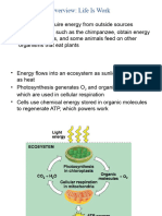 Cellular Respiration 