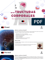 Tarea Grupal Estructuras de Cuerpo Humano 1dic23