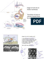 03 Nervous System C