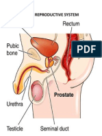 Male Reproductive System Poster