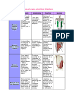 Músculos de La Región Anterolateral Del Abdomen