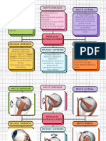 Músculos ExtraOculares