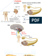 Sistema Nervoso S. Endócrino, Gestação