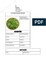 Ficha Tecnica Pasto Insurgente