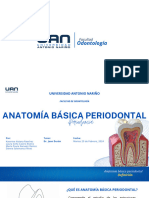 Anatomía Básica Periodontal