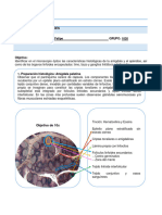 Practicas Hematopoyetico y Linfoide