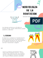 Morfología de La Dentición