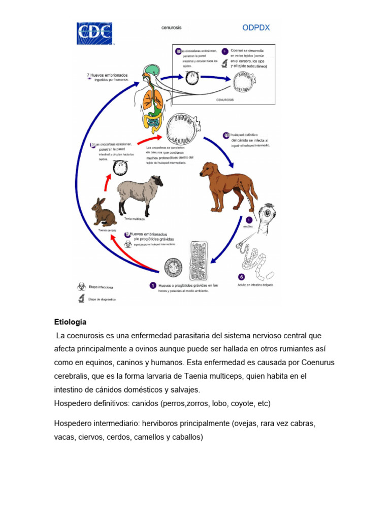 Coenurosis: Impacto en Ovinos y Humanos | PDF | Oveja | Cerebro