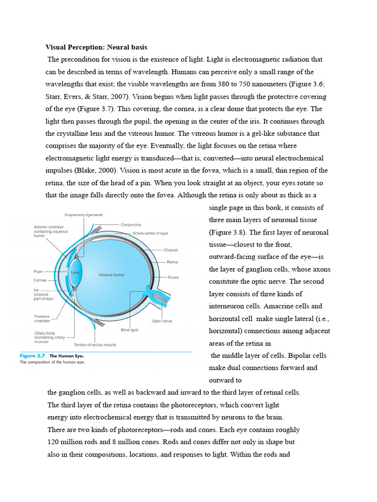 Perception Notes | PDF | Perception | Retina