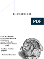 Cerebellum