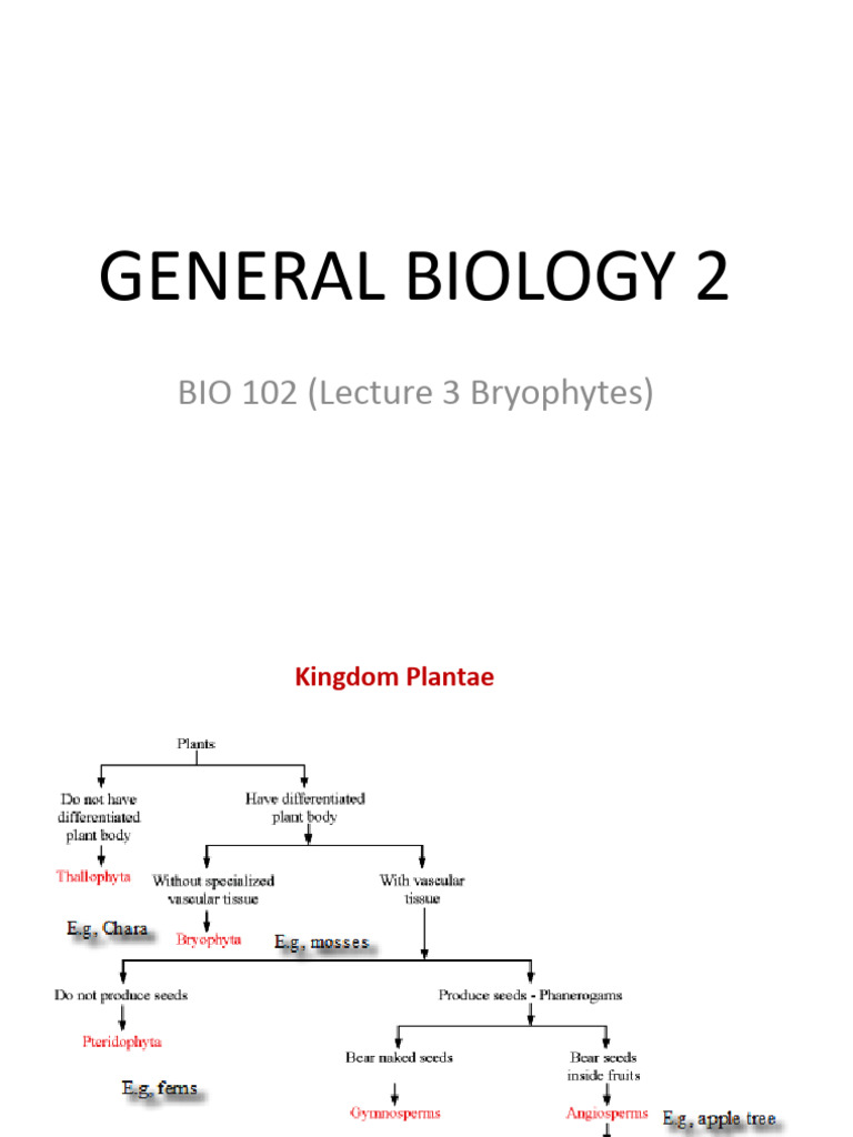 Bio 102 Lecture 3 Bryophytes Updated Pdf Moss Sexual Reproduction
