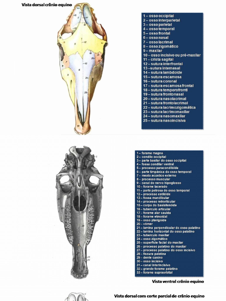 Atlas Anatomia De Equinos Ossos Do Crânio Pdf Cabeça E Pescoço