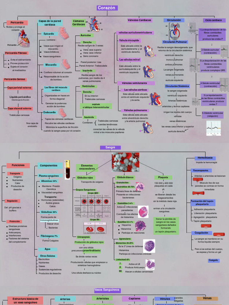 MAPA | PDF | Corazón | Sistema circulatorio