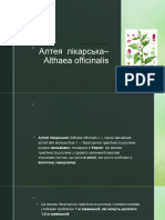 Алтея Лікарська-Althaea Officinalis
