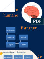 Cerebro Humano