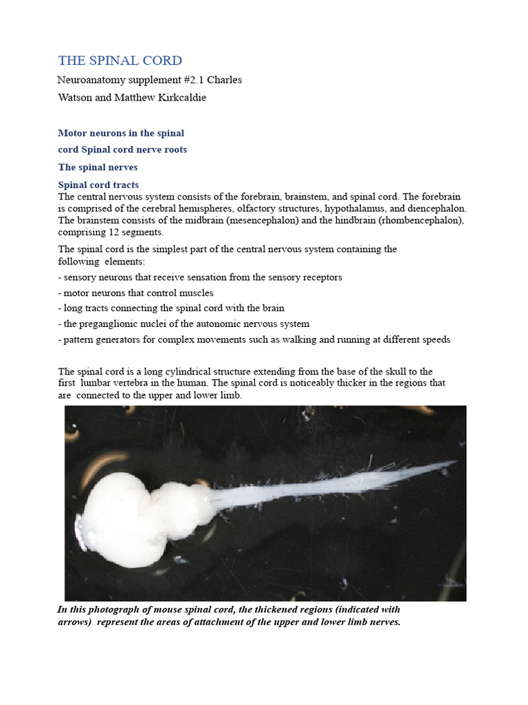 Spinal Cord NS2.1 Final Art | PDF | Spinal Cord | Motor Neuron