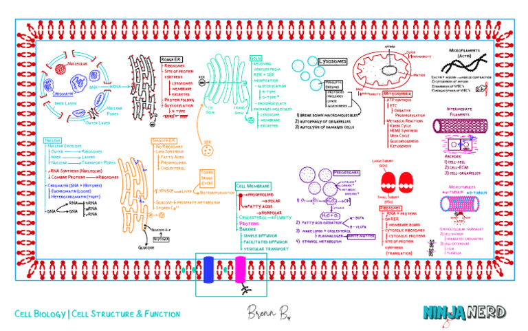 Cell Structure Function Illustration Atf Pdf Endoplasmic Reticulum