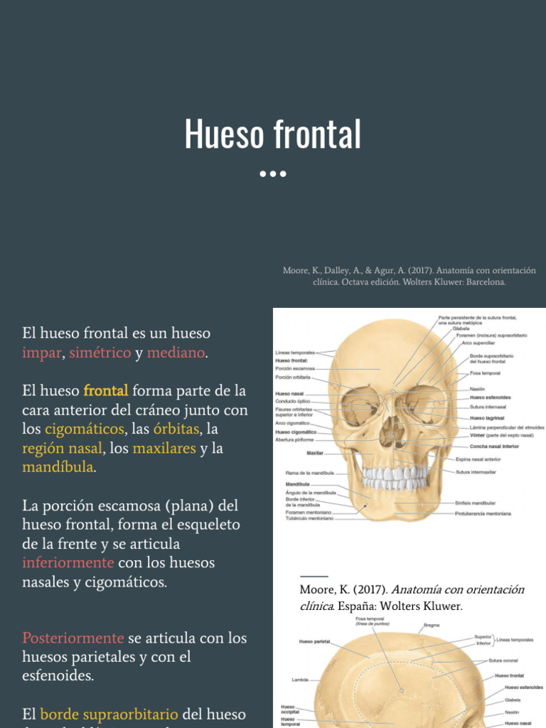 Frontal y Parietal Moore | PDF
