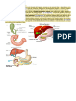 Pancreas