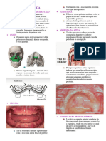 Anatomia Protetica