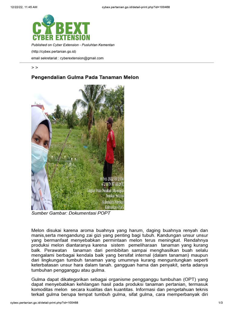 Pengendalian Gulma pada Tanaman Melon | PDF