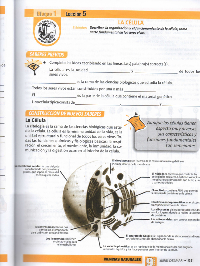 Estructura y Función Celular | PDF | Vacuole | Citoplasma