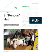 03 - 01 Kambing Pigmi Edit Imam