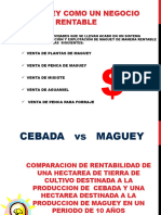 6 El Maguey Como Un Negocio Rentable