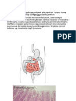 Jelita Wątroba Trzustka