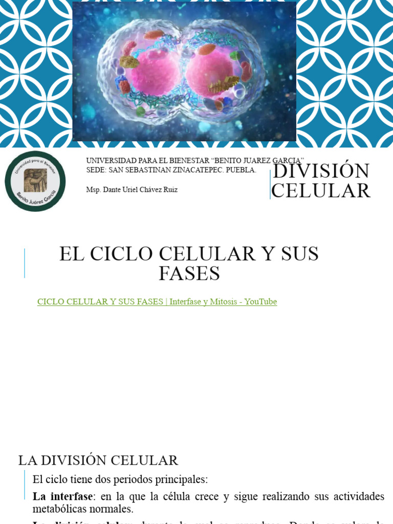 Fases del Ciclo y División Celular | PDF | Mitosis | Mitosis