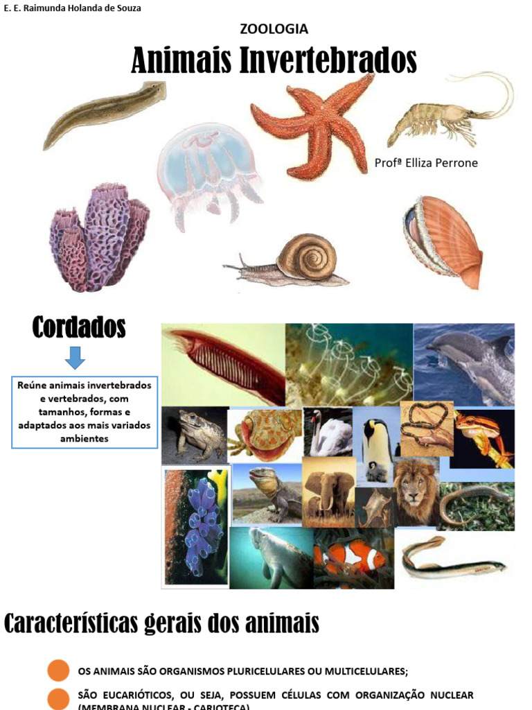 Classificacao De Invertebrados AULA 9 Animais E Seus Grupos