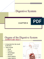 02a Digestive System