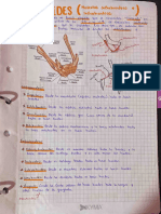 Hioides (Musculos y Ligamentos)