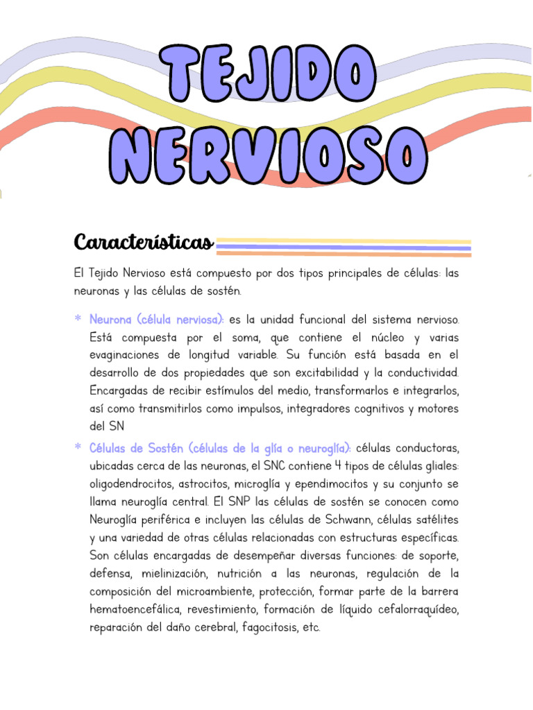 Tejido Nervioso Pdf Neurona Axon