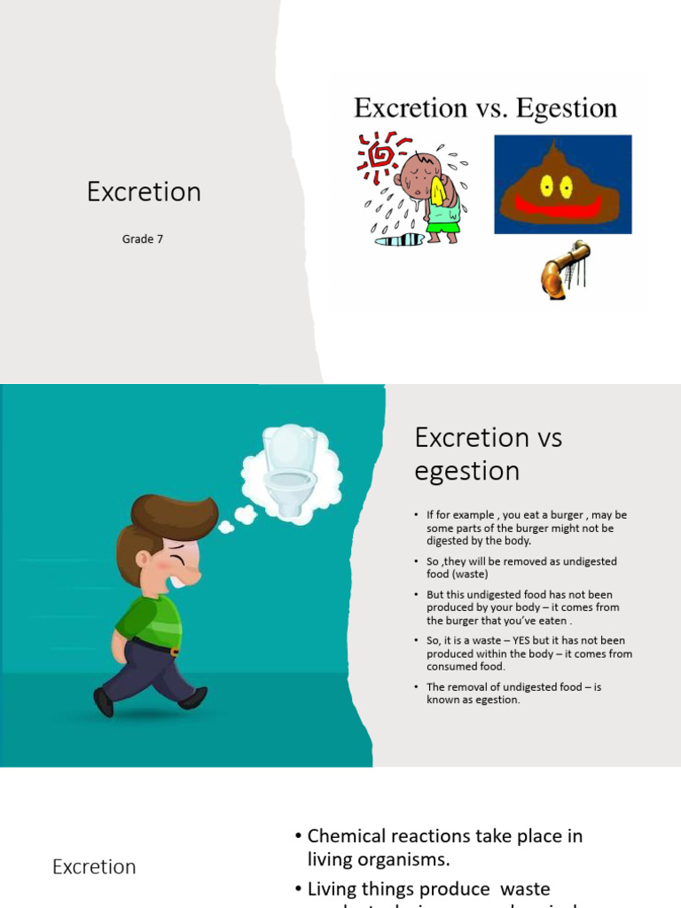 Excretion Pdf G7 2 Pdf