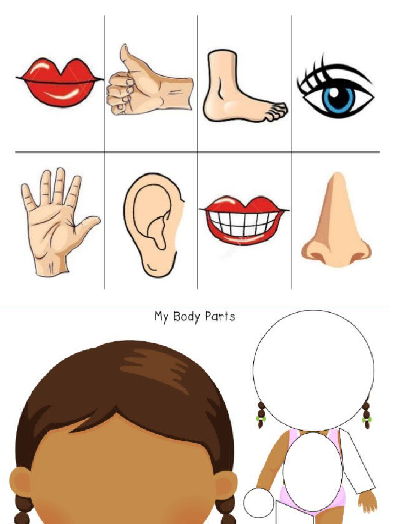 Partes Del Cuerpo | PDF