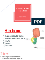 Hip Bone Ilium