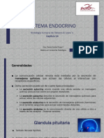 Sistema Endocrino