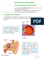 Las Funciones Vitales en El Ser Humano 2019