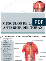 Musculos Del Torax