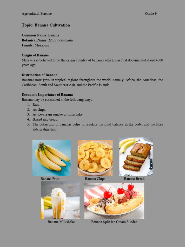 Banana Cultivation PDF Banana Soil