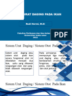 p4 Sistem Urat Daging Pada Ikan