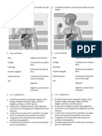 Sistema Digestivo TP