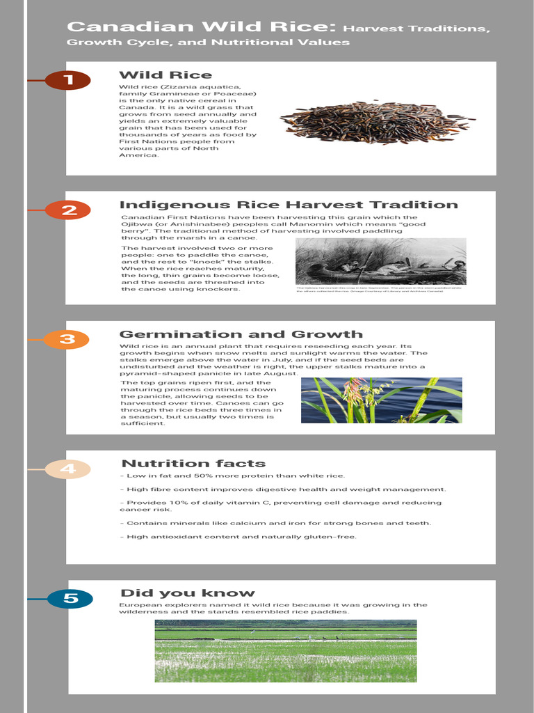 Canadian Wild Rice: Harvest & Nutrition | PDF