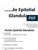 Cópia de 07 Tecido Epitelial Glandular - Atualizado